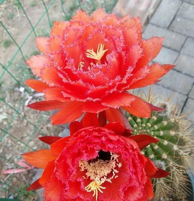 『毛花柱』种一盆最会开花的仙人球,不仅开花惊艳,还香气怡人
