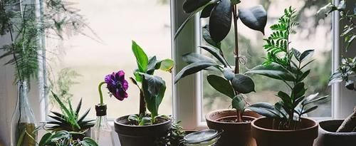  『家里』养在家里的盆栽植物不注意定期清洁，难怪怎么养都养不好
