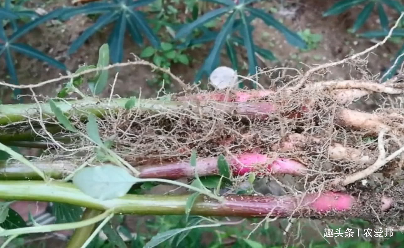  【农民们】农村人都喊它为仙草，你有见过吗你们哪里叫什么