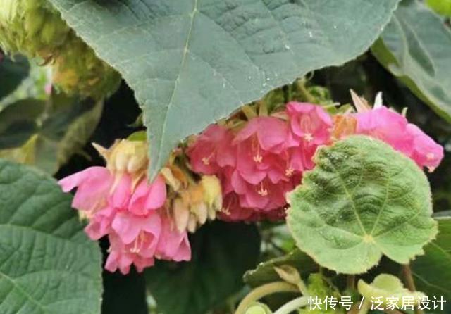  『非洲』来自非洲的芙蓉，开花成球，香气四溢，是小蜜蜂喜爱的食物