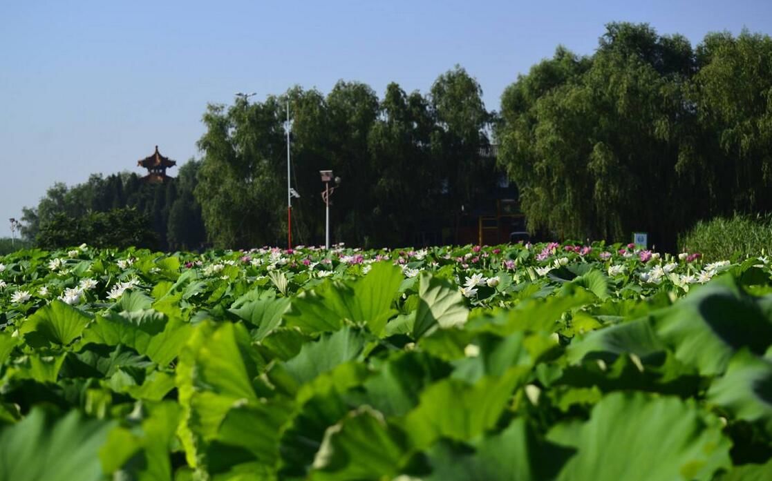  环境治理：华北明珠白洋淀的春天，经过几年环境治理，天蓝水清人幸福