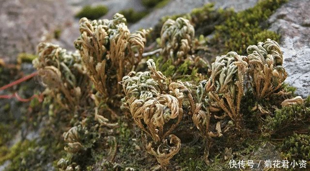  [人称]人称“九死还魂草”，生命力强，且价值珍贵，农村见到，