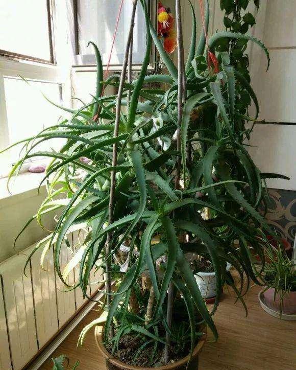  『盆栽』小盆栽养成树，当成传家宝都不为过，搬家都费事