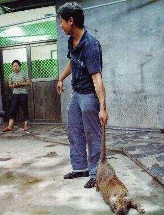 辟谣：揭露网传黑龙江30斤大老鼠的真相，其实是