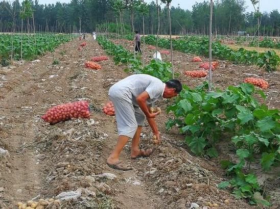  【大哥】农民租地百余亩种有机土豆，不施化肥不打农药，每亩赔1