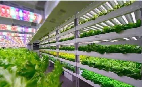  产品|植物工厂：90％不盈利，但产品符合消费趋势，未来价值可期