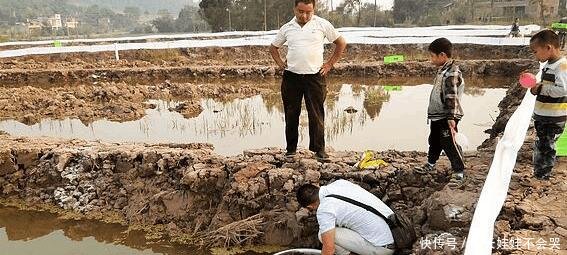 当年好奇放生5只小龙虾，如今泛滥成灾酿大祸！