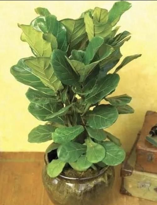 叶榕：家里养了这6种植物，立马变得有品位