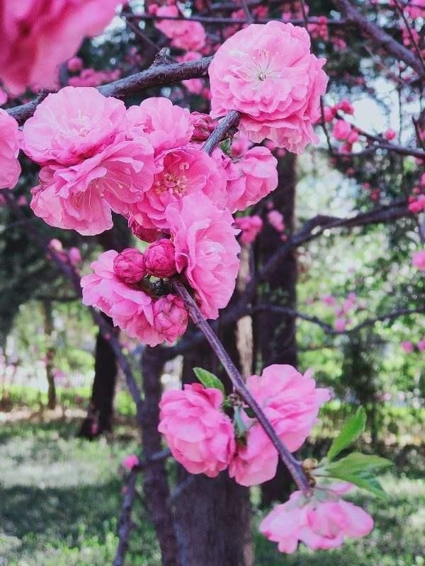  「名字」路边树开花像梅花，长的叶子像榆树，原来名字叫榆叶梅！