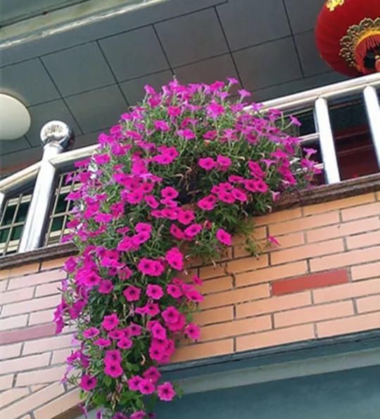  【满园】绿萝吊兰别再养,此花养法简单,花期7个月,一开就是花满园