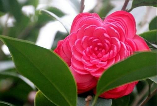 「珍品」怎样才能繁殖出漂亮的茶花珍品“十八学士”