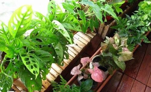  『蟹爪兰』'爱吃醋'的3种花卉，投其所好，枝叶茂盛，花朵娇艳漂亮