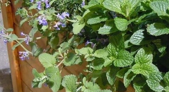  【舒适】卫生间''除异味''大招：放置3种绿植除臭，居家环境更舒适