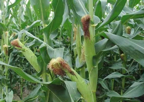  『玉米皮』“藏”在玉米地里的4种宝，不是只有玉米，全认识的才是“大神”