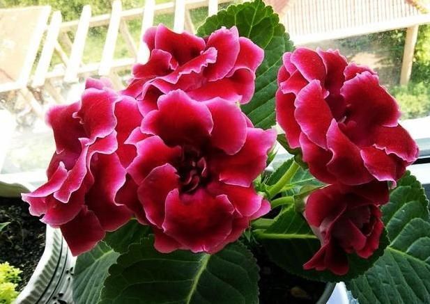 『大岩桐花植』这“花”真好养,摘片叶子“插”土里就能活,养1盆1年变10盆,值