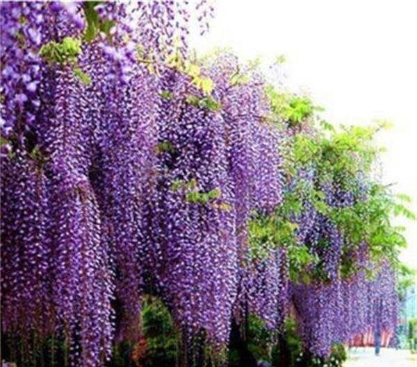  「拥有」浪漫梦幻的花朵，花期可达200天，你值得拥有