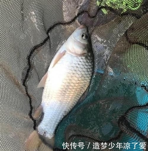  『自然水域钓』野钓总是空军？老钓友教你4个不空军的妙招，效果不是一般的好