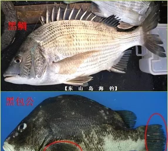  「东山叫红」46种海钓常见的鲷类鱼，最后一种高价的鱼原来也是鲷鱼，才知道