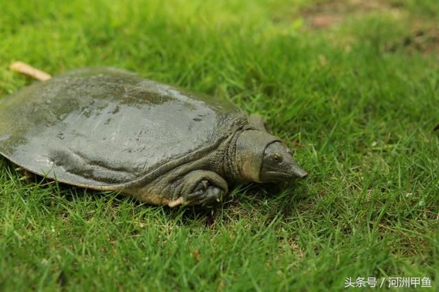 雌雄鱉的主要區別