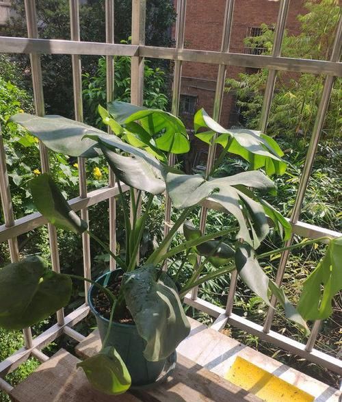  『充足』室内阳光弱，光照不充足，这8种绿植随便选，没有光照样爆盆