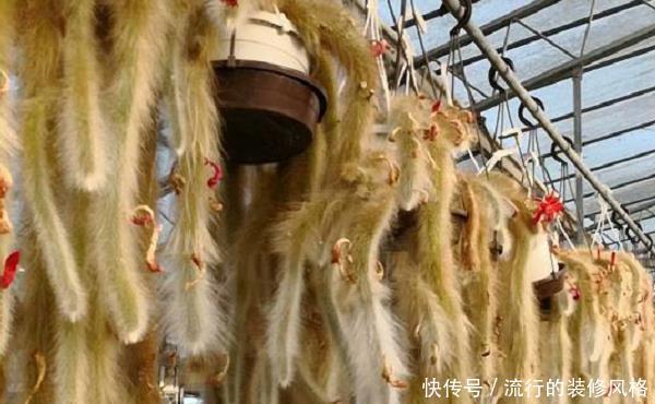 仙人掌科:有种猴尾巴仙人掌,才养了几年,没想到变成了一道风景线