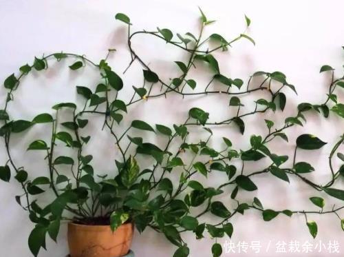  阳光：卫生间放4种“吸味盆栽”，不仅除异味还杀菌，绿意盎然生机旺
