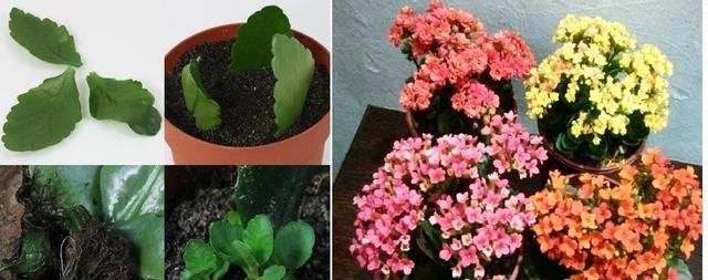  花草@5种最好养的花草，“随便”掐片叶子扔盆里，不过几天就能开“爆盆”！