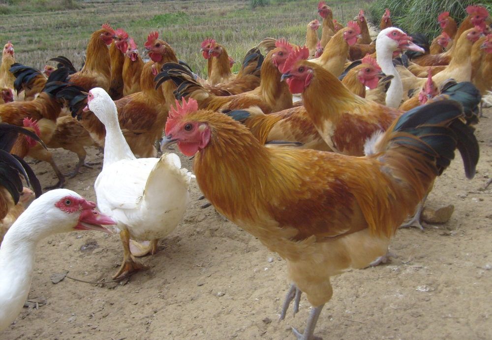  「肉鸡」喂了一年的土鸡却卖不动了，农民：城里人为啥都不买了