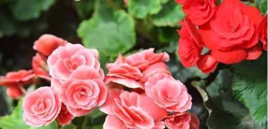  「懒人」懒人想要花园，不妨养这些花朵，花期达200多天，盆盆漂亮且好养