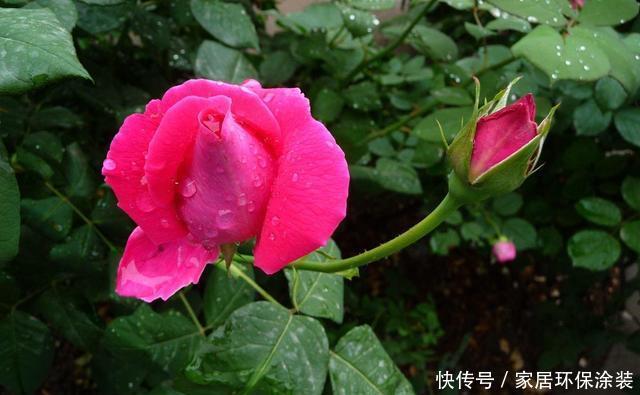 #花开花#想要这3种花开花爆盆,4月必须多施肥,不然就晚了