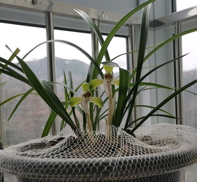  「水晶头」兰花芦头腐烂，根系白嫩还有水晶头，还能憋芽吗？有多远丢多远