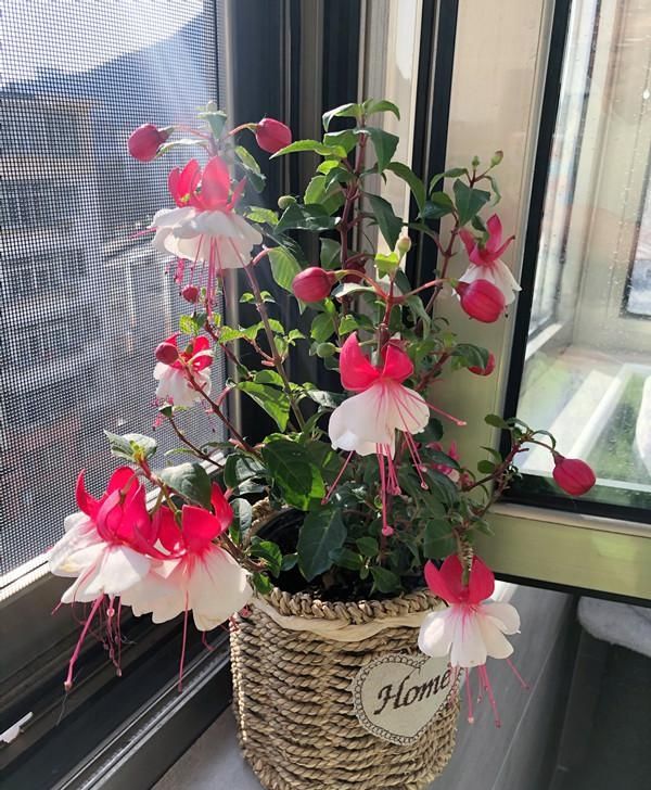  『吊钟海棠』此款世界名花，花朵奇特美丽，花期超长，扦插就能活，是盆栽佳品