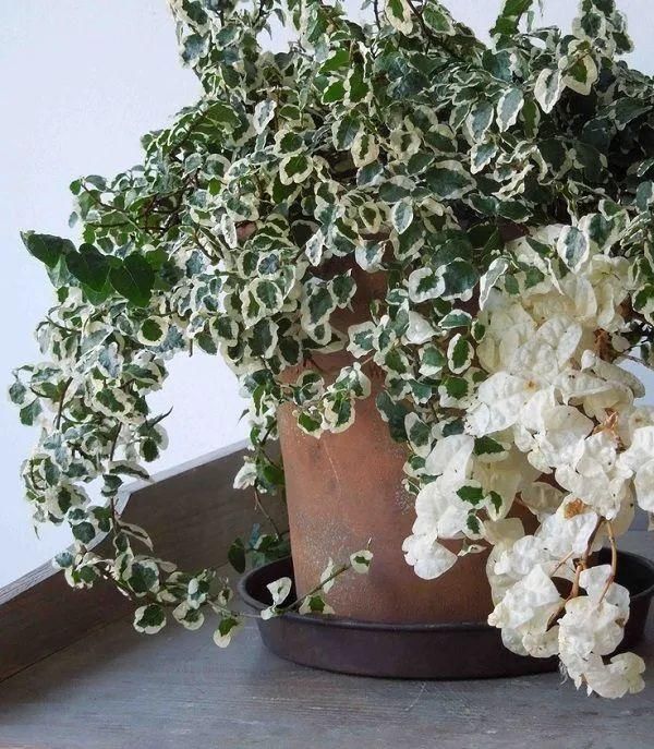  「叶子边缘处」花叶薜荔养花盆里两三年就会挂掉，却还有很多人喜欢它