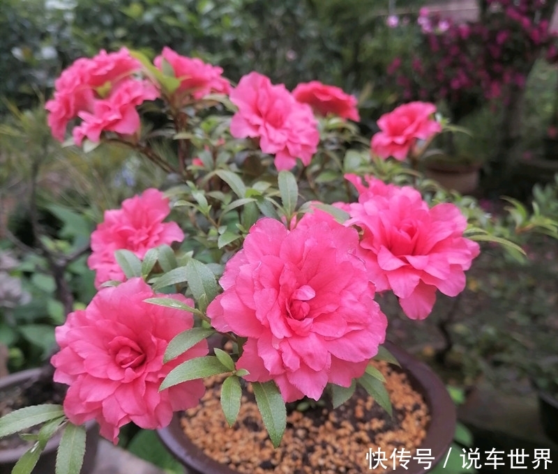 「杜鹃花」养杜鹃花,学会3个技巧,花开爆满盆