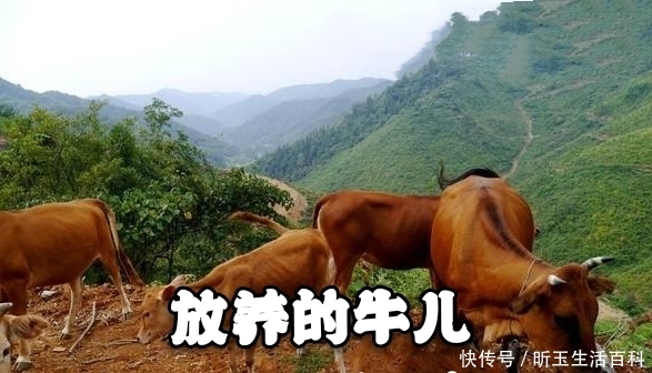  [农户]在农村零成本养牛每头牛纯利润可达上万元