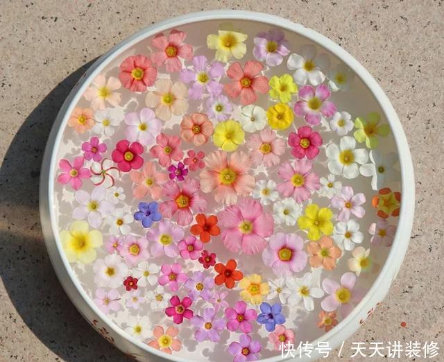  [图片作者]15种超级好养的花，不死鸟居然不是第一，“养花杀手”们试一试吧