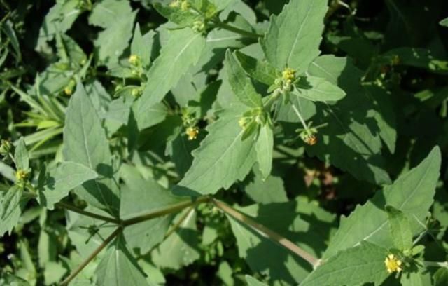  「喜欢」农村一种喜欢粘人的野草，人称“豨签草”，却是祛风湿