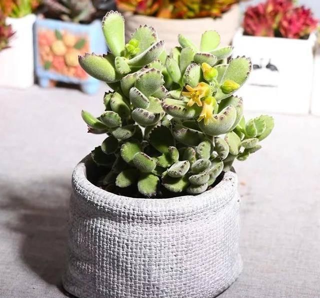 『家里』家里养七种毛绒绒的植物,乖萌又有趣,满满的少女心