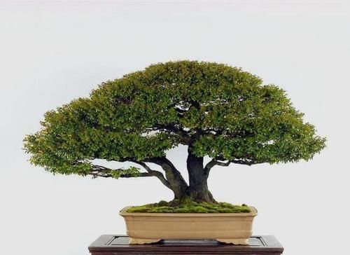  『观赏价值』3种“花”养客厅，能招财，能“镇宅”，比绿萝、富贵竹强多了