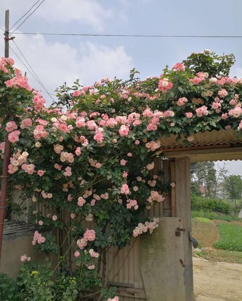  [开爆]懒人养这四款花，不仅好养活，开花成团成簇，蹭蹭地开爆花