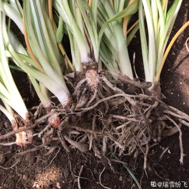  『照好的地方』4月养花，这6件事必须做，晚了再也不开花！
