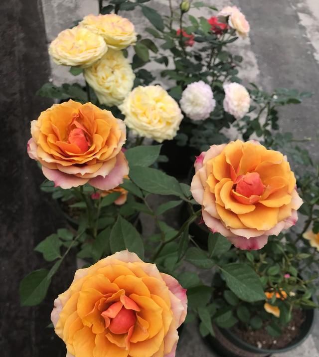  『值得』此种阳台盆栽花，种植容易，株型小，花量大，四季开花，值得拥有