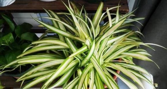 利于吊兰:如何给吊兰盆栽补水?2点做到位,植株生长得旺盛、枝繁叶茂