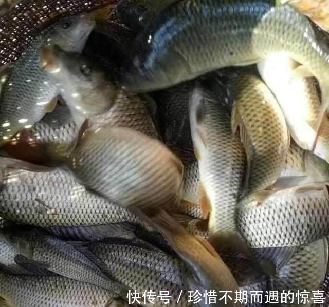 农民收割的时候，竟发现稻田里活着这些东西，从此每年多入上万元