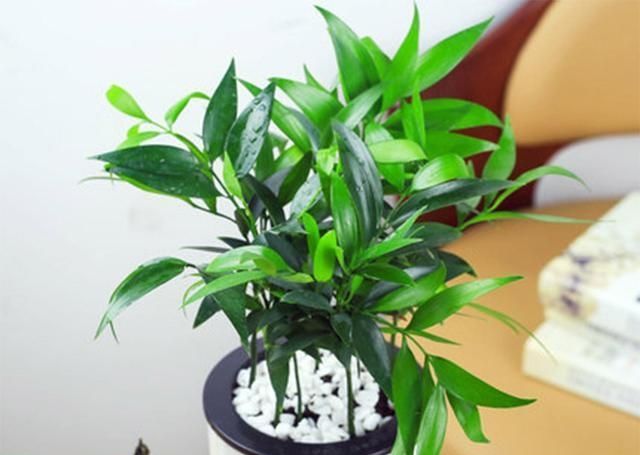  『观赏价值』这种盆栽植物不仅耐阴好养，摆放在室内对人体还好处多多！