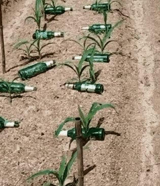  「玉米苗」山东一农民脑洞大开，一棵玉米苗旁边放个啤酒瓶，高