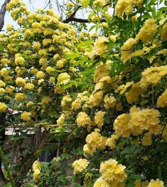  『桂花』1种花太好养,扔土里就能活,比桂花还香!