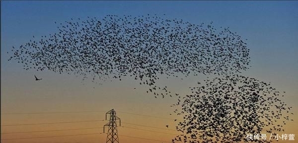  『消灭泛滥』外国人感叹在全球泛滥的生物都被中国人打败了