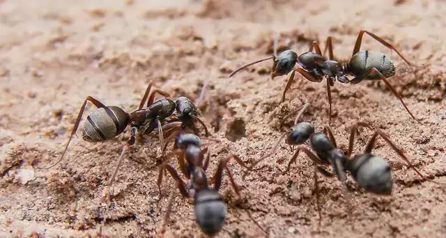 哥伦比亚人将蚂蚁当零食:爆炒后装袋当花生米吃,价格还很昂贵!