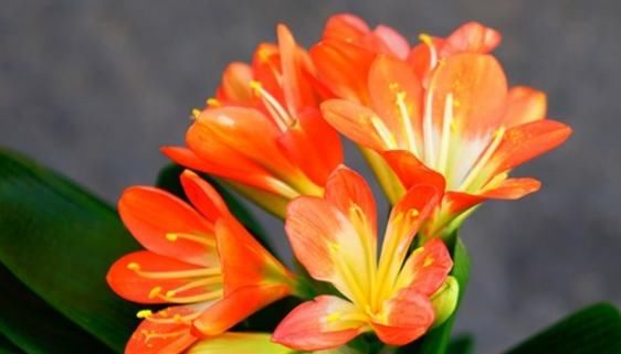  寓意■这3种花寓意真不错，人称“招财花”，家里越养越富贵，仙气十足